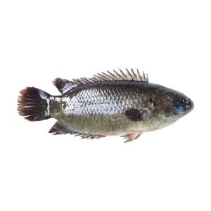 Climbing Perch / Koi