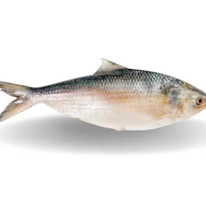 Hilsha (Mayanmar) — 500-800gm