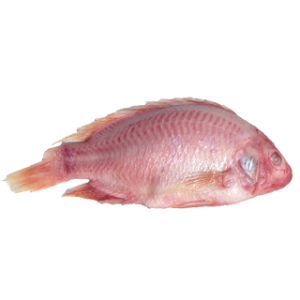 Perfit Red Tilapia — 1 Kg